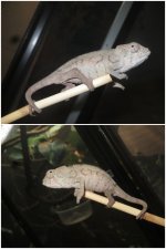 Male Ambanja 2.jpg Male Ambanja 2.jpg