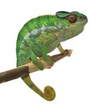 Nosy Mitsio - Canvas Chameleons - Wild Caught (2).jpg