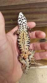 50hybridbelly2015-07.jpg