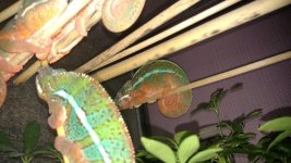 IMG_20151213_043753536.jpg
