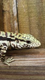 75hybridhead2015-07.jpg