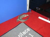 IMG_5825.JPG