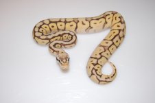 Killerbee Mojave 2.jpg