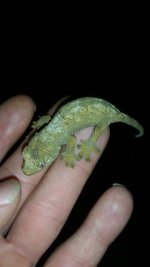 Chahoua Gecko 2.jpg