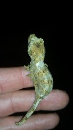 Chahoua Gecko.jpg