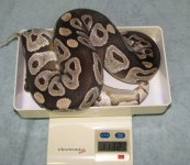 Mojave-f1.jpg