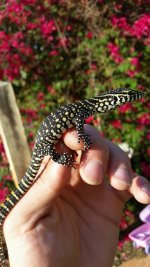 Nile Monitor.jpg