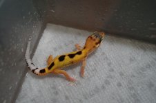 EclipseRevStripe0819.jpg