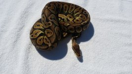 snake1.jpg