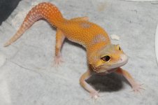 IMG_6518.jpg