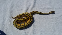 snake.jpg