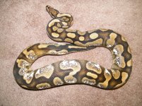calico osmosis ovulation.jpg