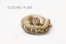 C5.LESECHI.1.M.2015.jpg