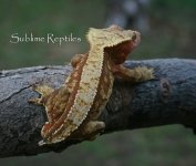 IMG_9633.jpg
