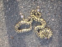 snake1 010.jpg