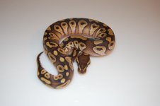 Mojave 1.jpg