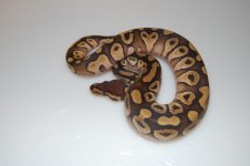 Mojave 2.jpg