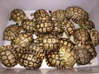 greek  tortoise.jpeg