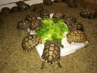 greek tortoise.jpeg