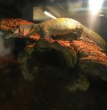 IMG_9239.jpg