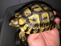 Greek tortoise1.jpeg