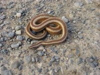 Mohave Mtn 2015 005.jpg