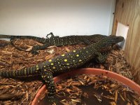 croc monitor.jpeg