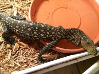 croc monitor1.jpeg