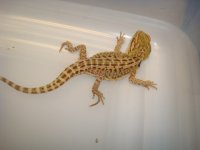 Bearded dragons 019.JPG