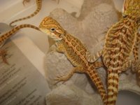 Bearded dragons 021.JPG