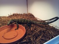 croc monitor2.jpeg