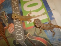 Bearded dragons 015.JPG