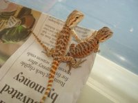 Bearded dragons 002.JPG