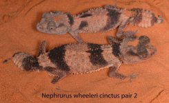 NWC pair 2.jpg