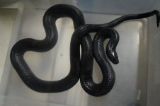 blk mlk1res.jpg