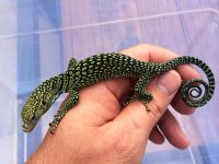 Kordensis Monitor 2.jpg