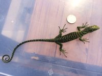 Kordensis Monitor 3.jpg