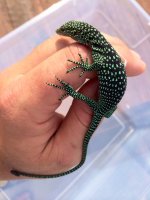 Kordensis Monitor1.jpg