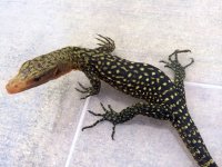 Yellow Quince Monitor.jpg