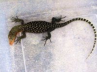 Yellow Quince Monitor 1.jpg