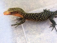 Yellow Quince Monitor 2.jpg