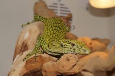 vkordensis1.jpg