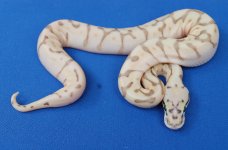 f_fire_queenbee_het_hypo.jpg