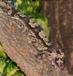 male Uroplatus giganteus.jpg