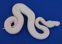 f_leucistic_poss_pastel.jpg