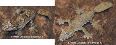female giganteus.jpg