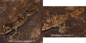 male giganteus.jpg