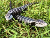 adult pair axanthic bts.jpeg