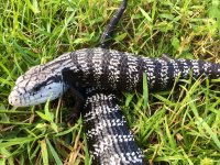 adult pair axanthic bts1.jpeg