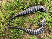 adult pair axanthic bts2.jpeg
